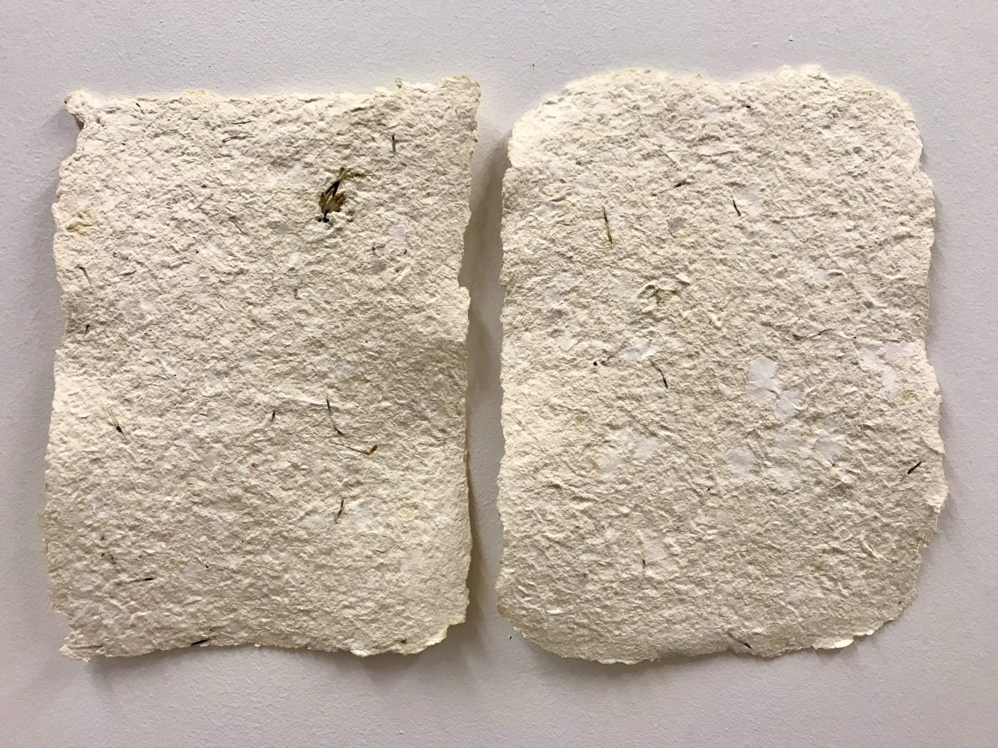 Two pieces of white textured recycled paper with marigold seeds pressed into the surface